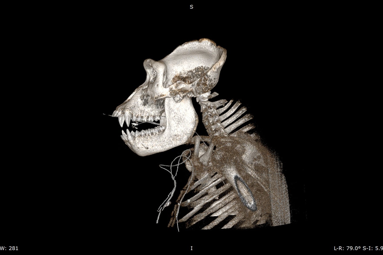 CT scan of Mizani in profile