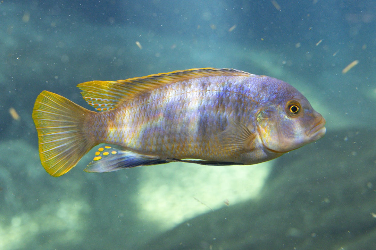 yellow iridescent cichlid