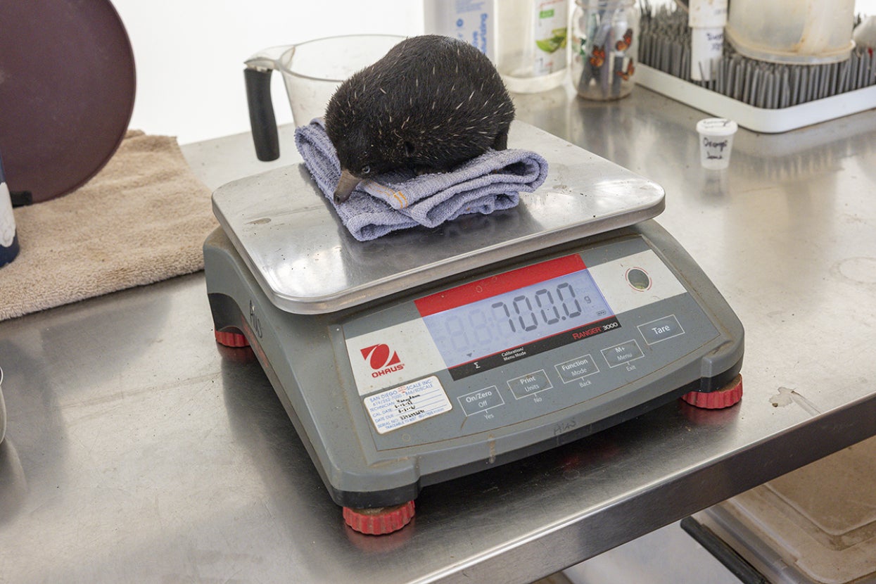 echidna puggle being weighed on a scale