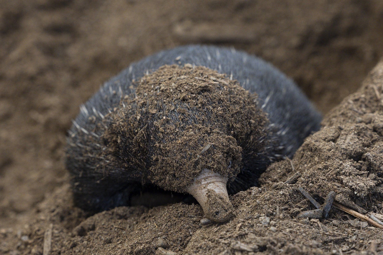 echidna puggle covered in dirt