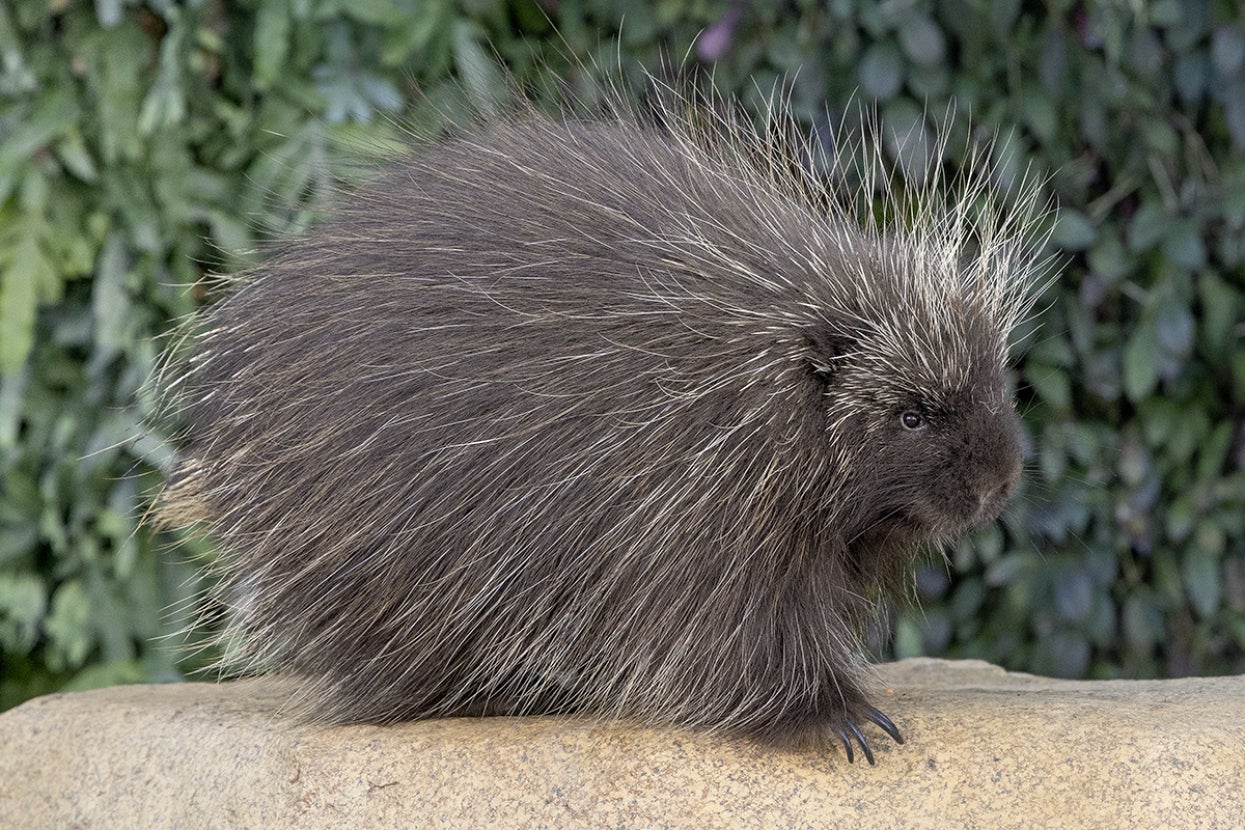 Maizey the North American porcupine