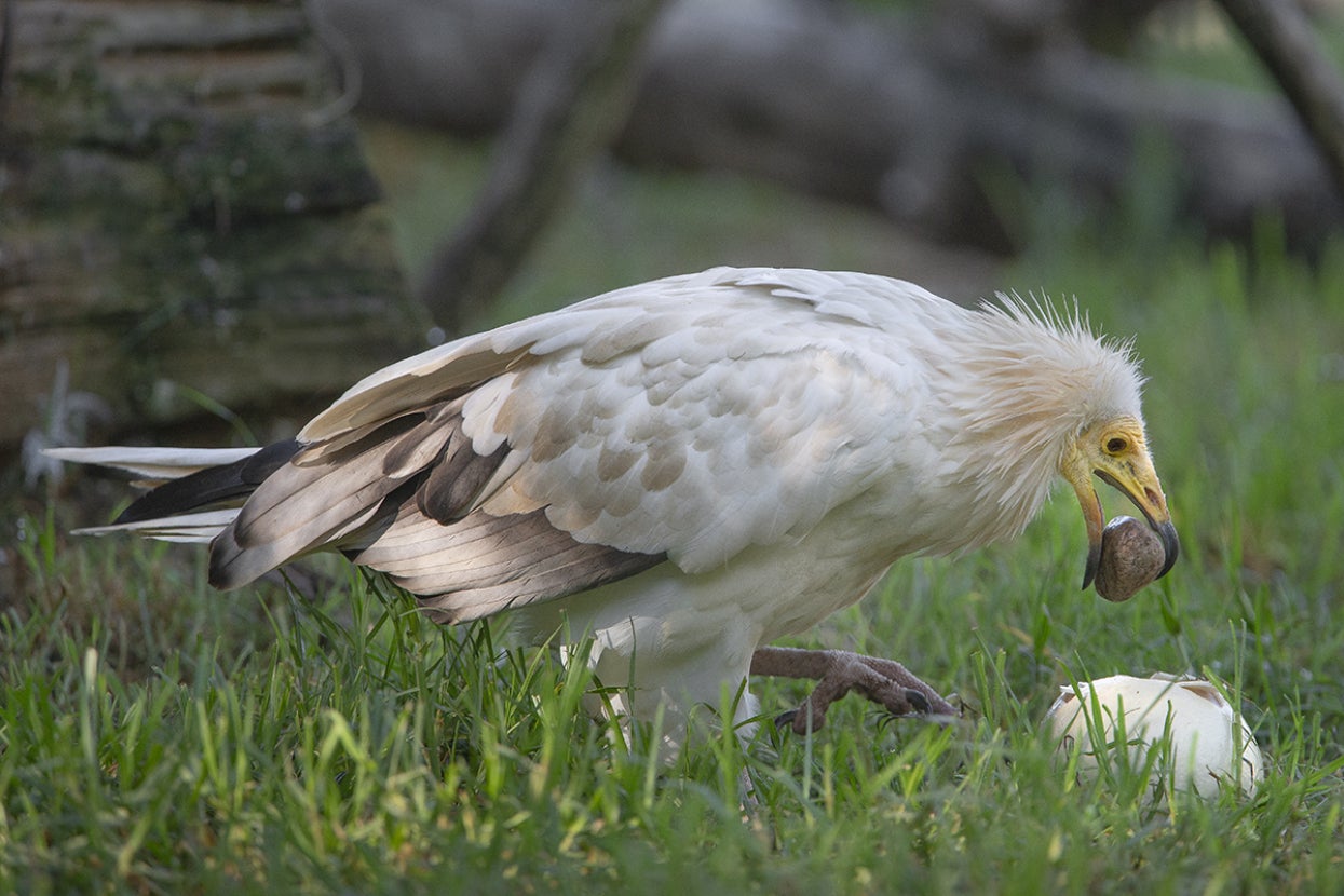 Egyptian vulture using a rock