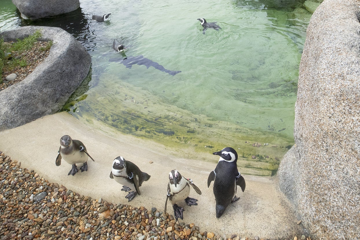 African penguins