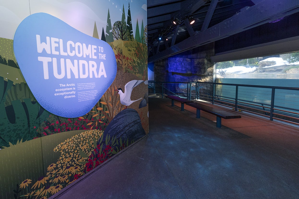 Inside polar bear habitat