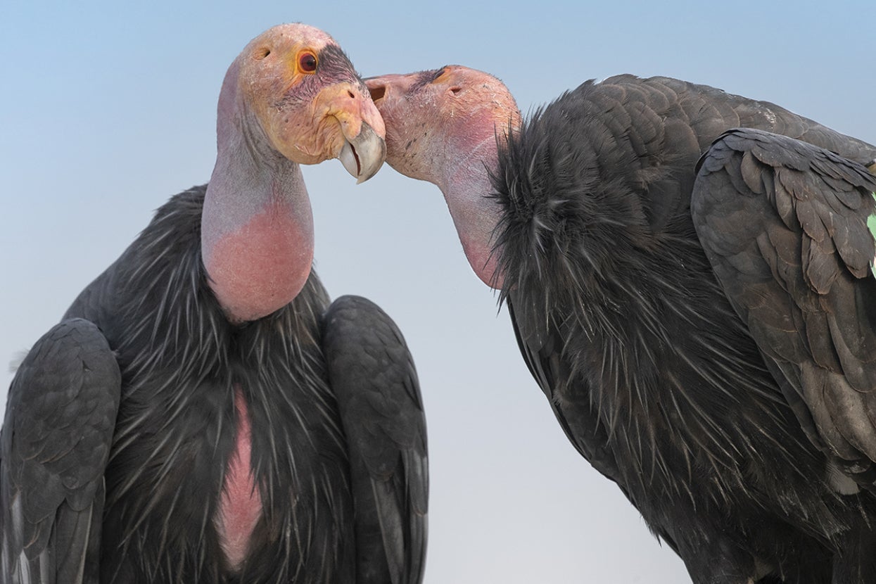 California condor pair