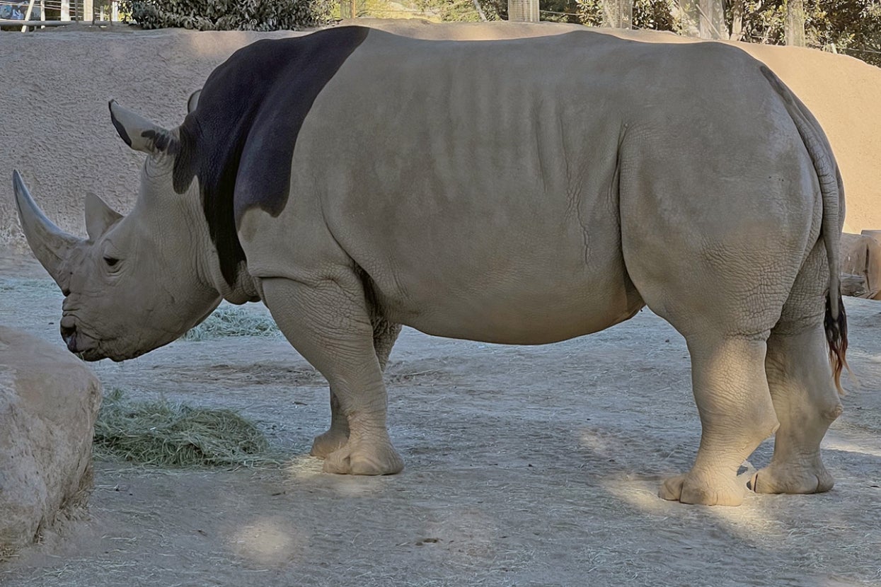 Rhino covered in topical NSAID medication