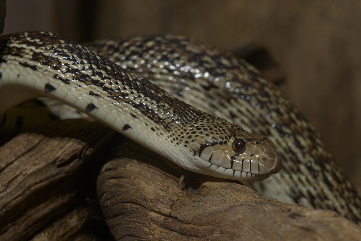 Gopher snake