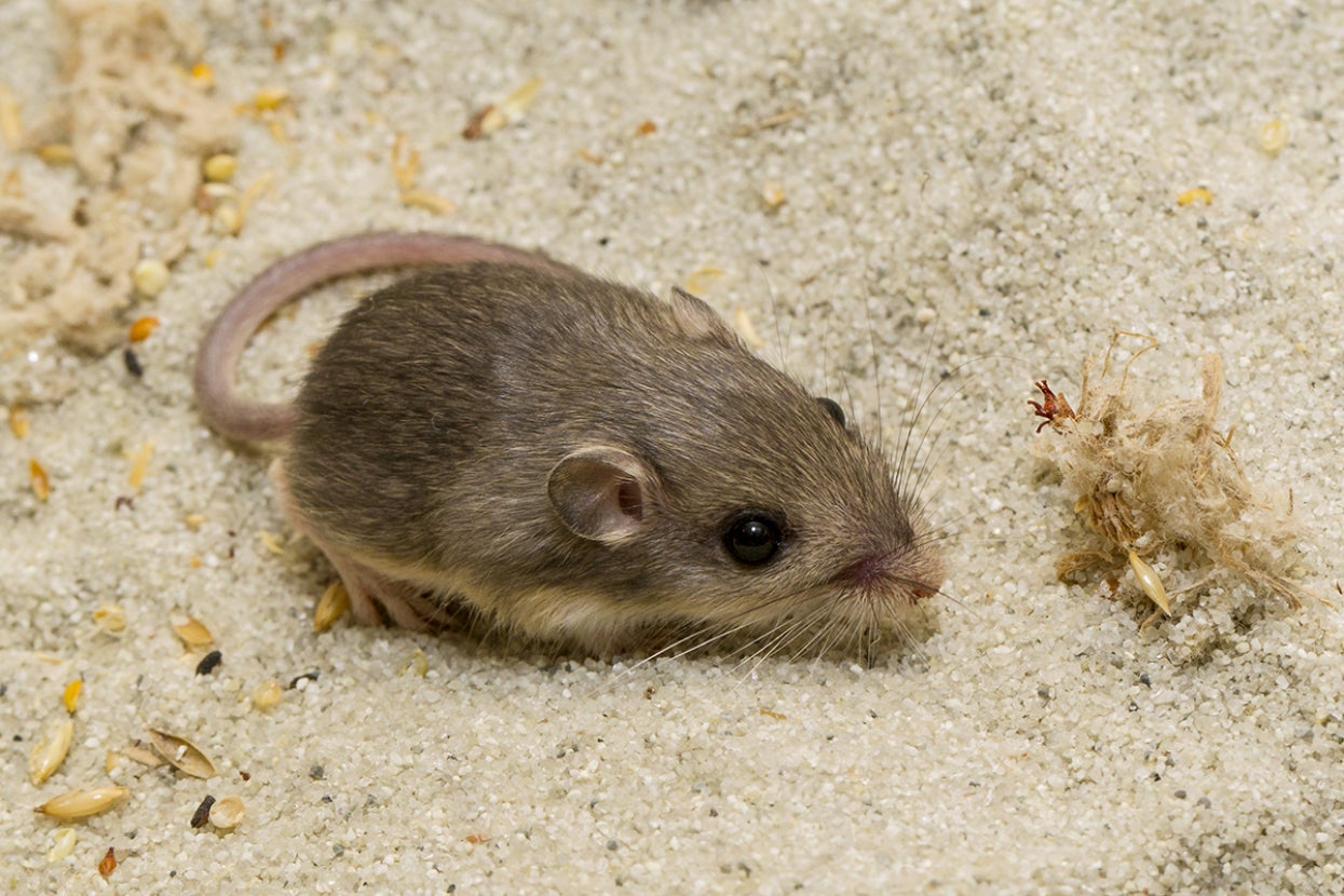 pacific pocket mouse