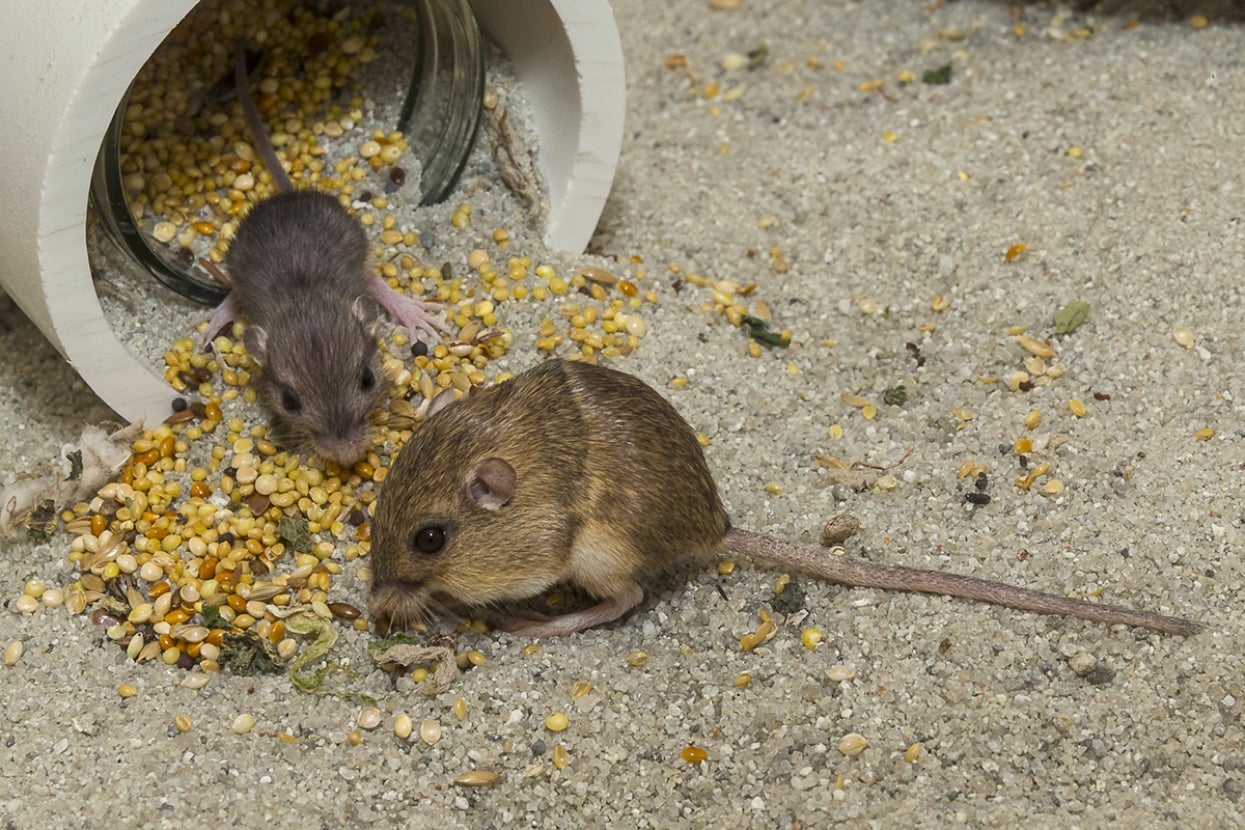 Pacific pocket mouse adult and baby eating seeds