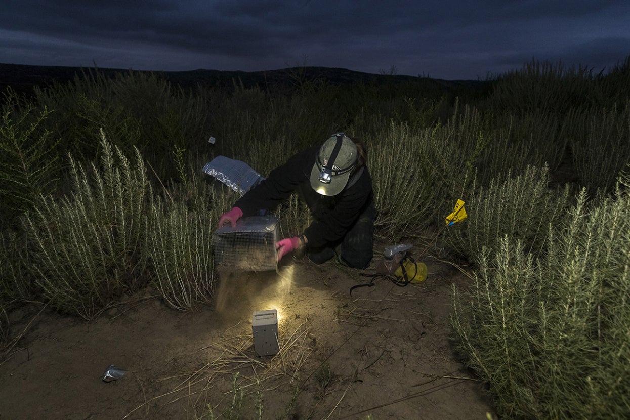 Pacific pocket mouse reintroduction at night
