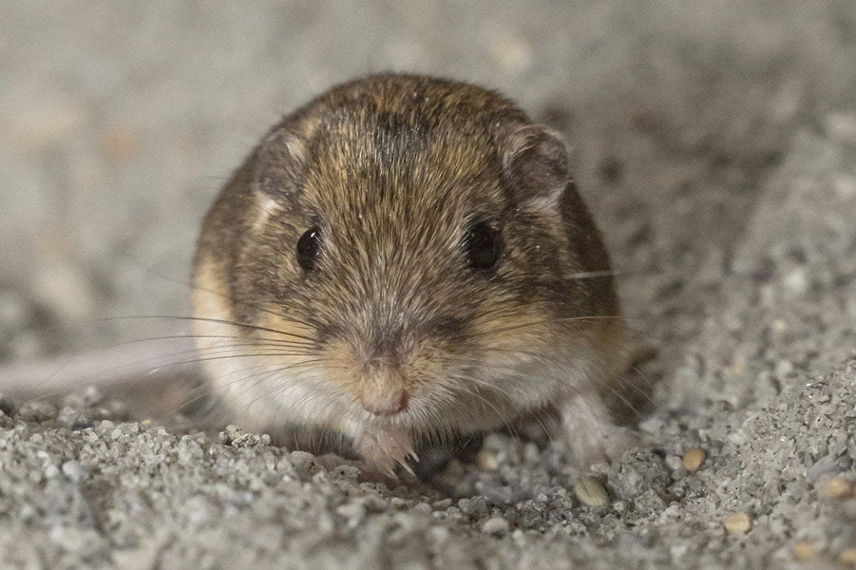 face of pacific pocket mouse