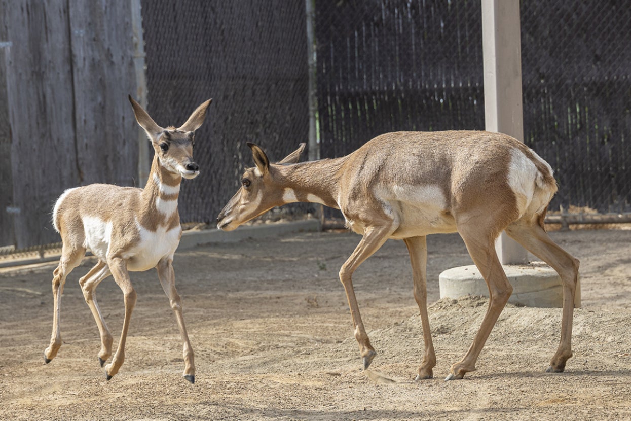 Two pronghorn