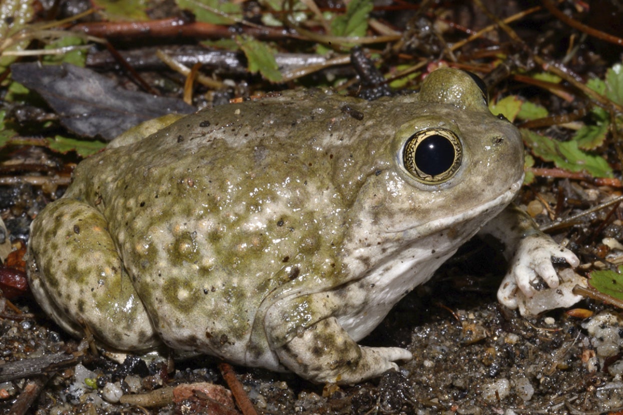 western spadefoot