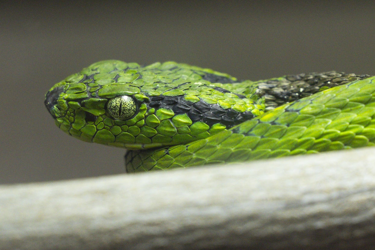 yellow-blotched palm pit viper from the side