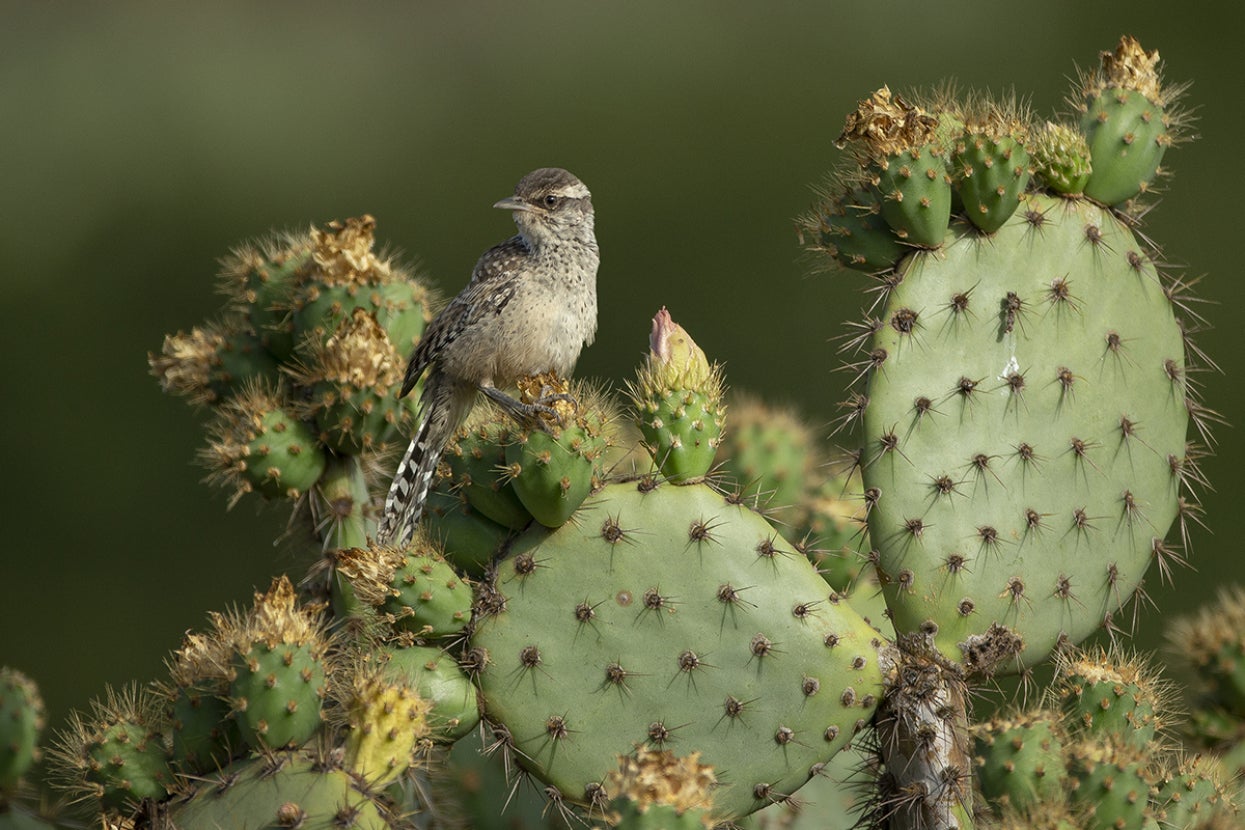 Coastal Cactus Wren in a cactus 