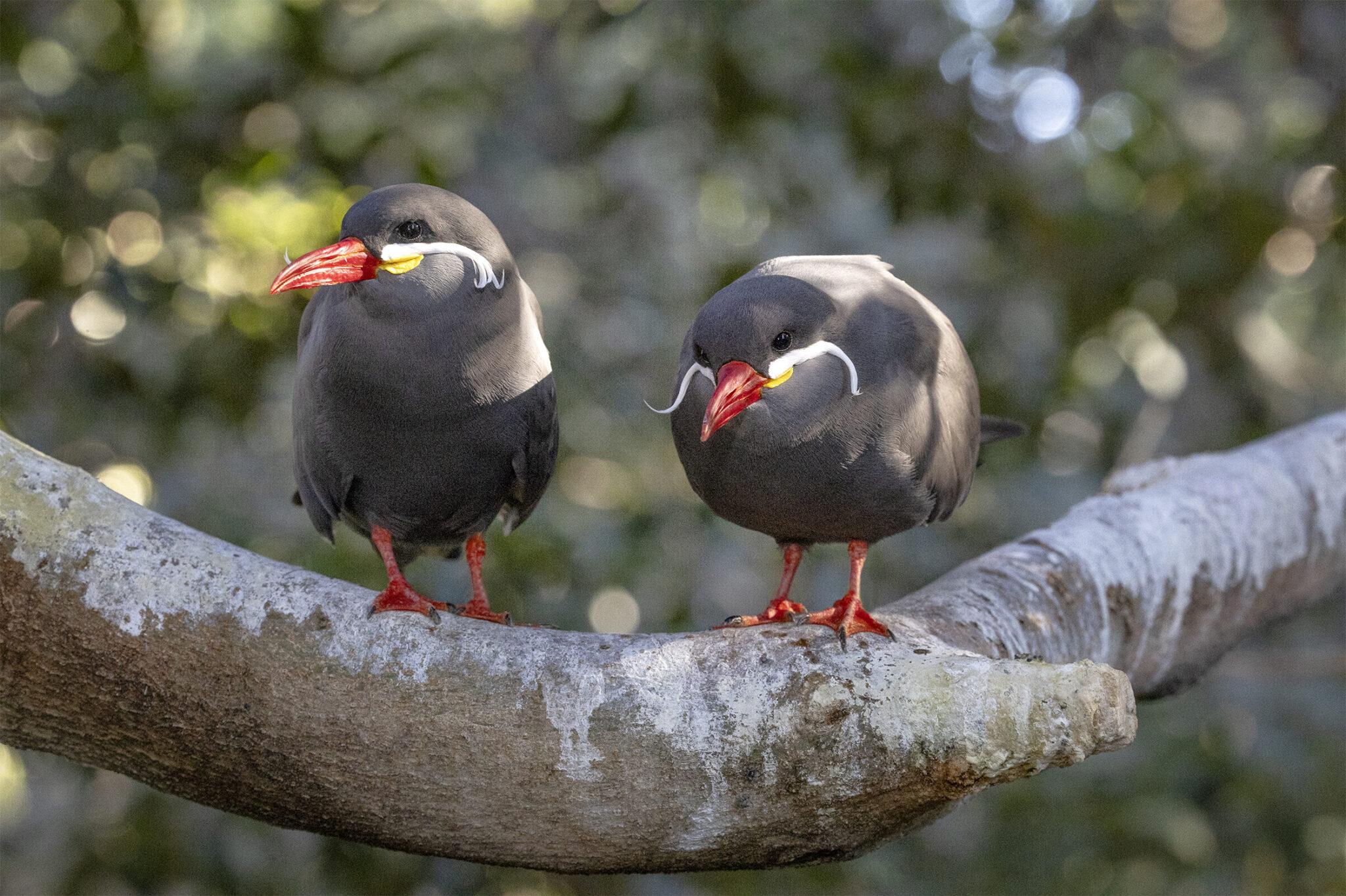 birds