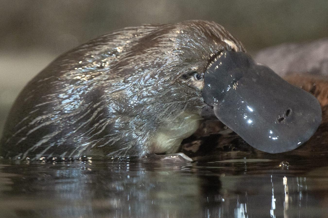 platypus