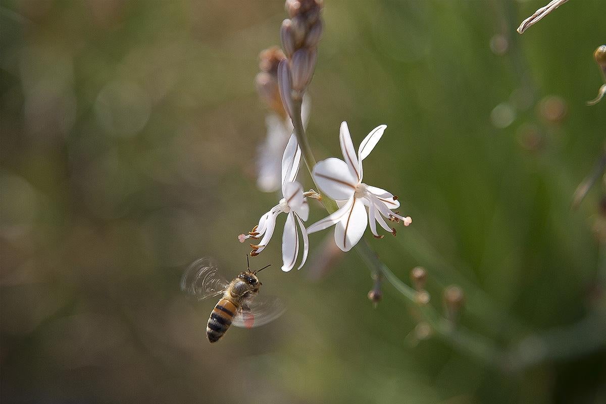 flying honey bee