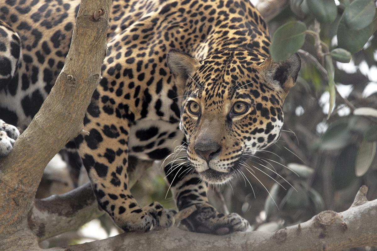 Jaguar