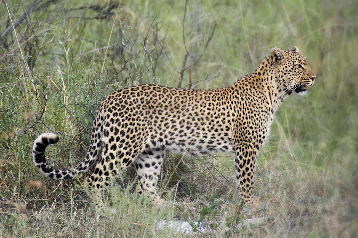 Jaguar in field