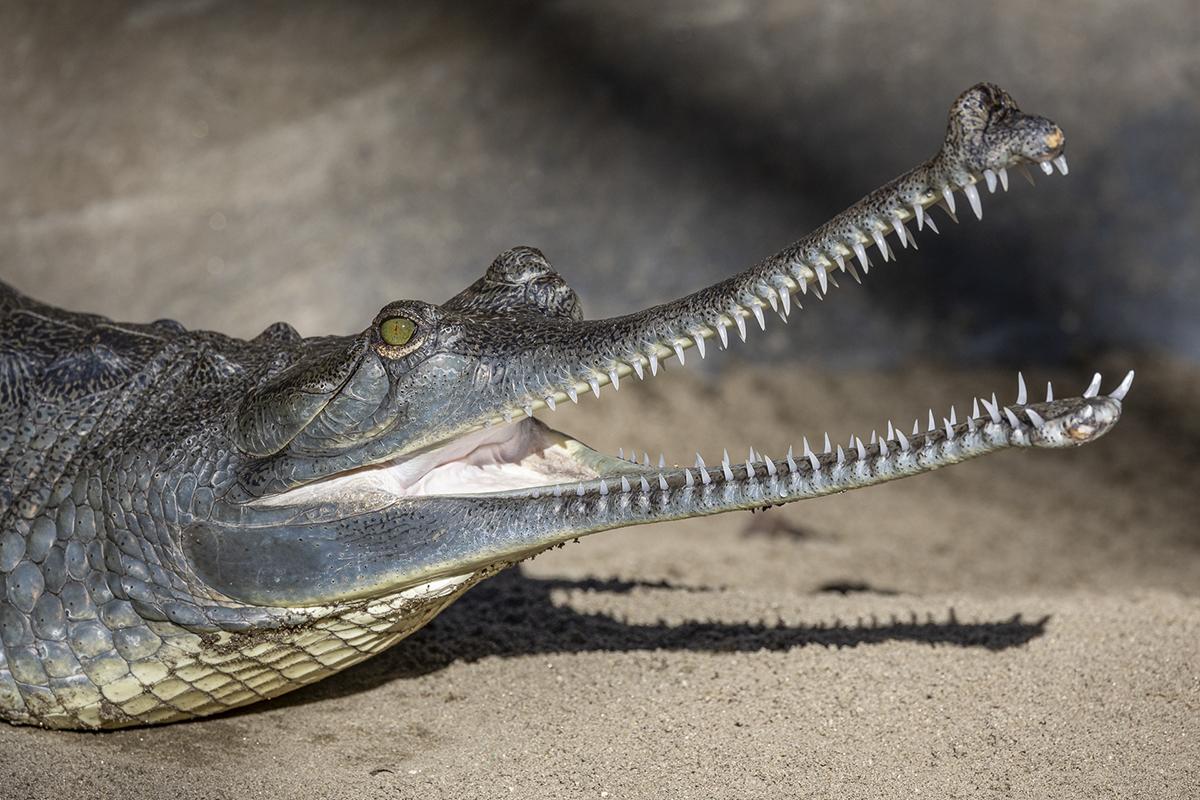 Crocodile