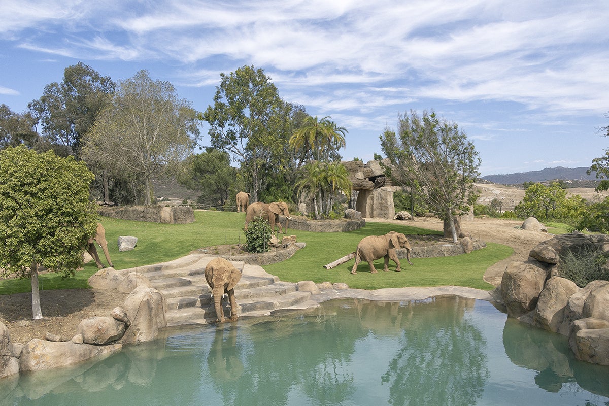 Elephants in EV