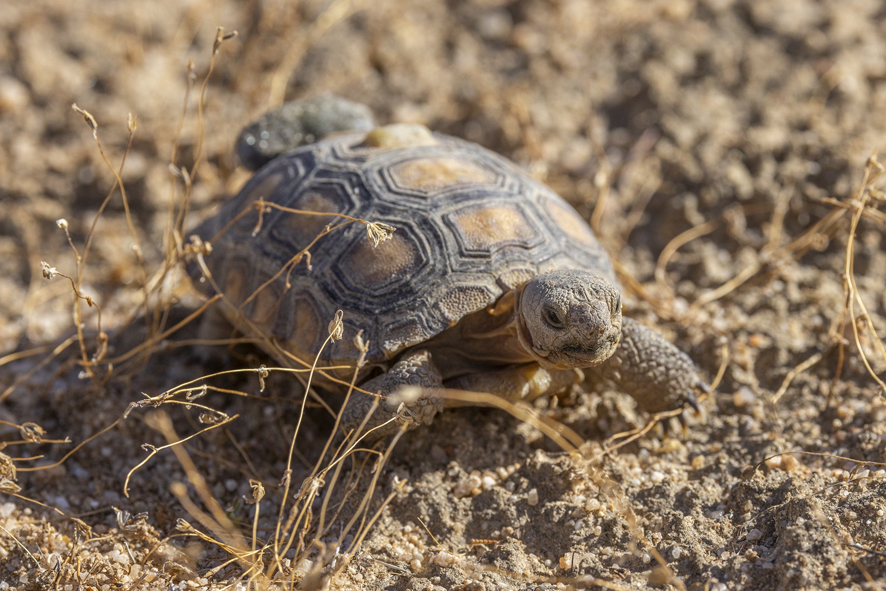 Mojave desert tortoise 