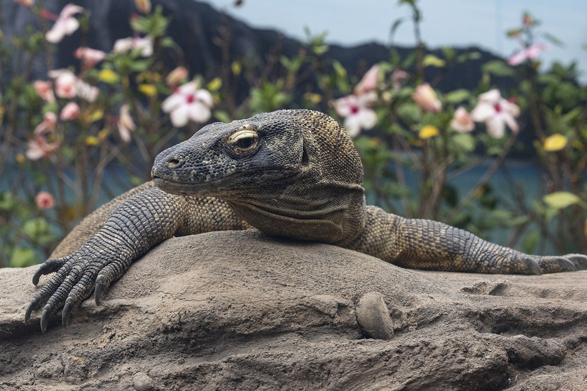 Adult Komodo dragon on rock