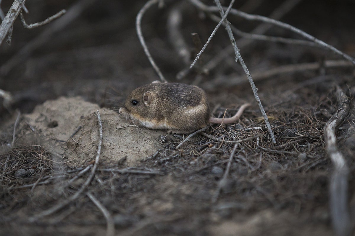 Pacific pocket mouse in native habitats