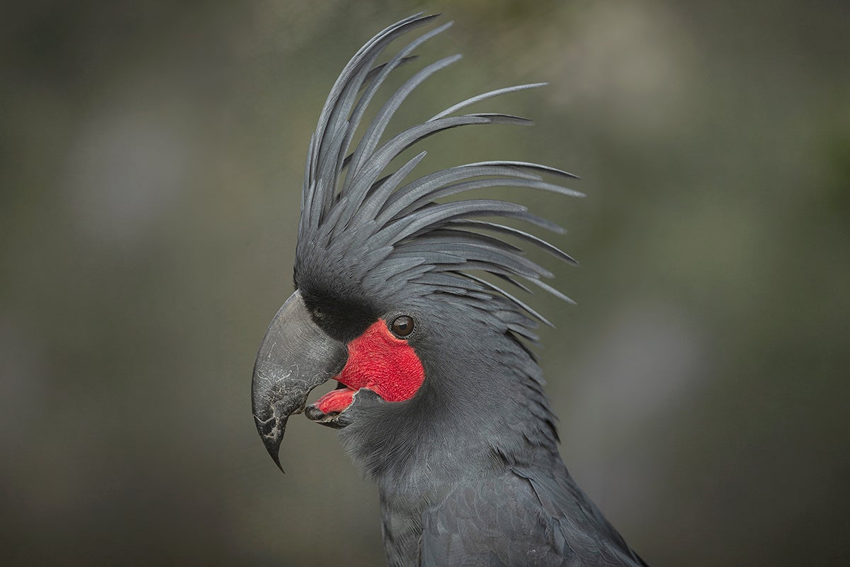 Palm cockatoo in profile