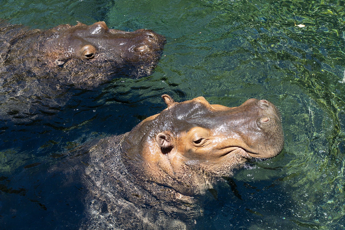 River hippos, Amahle in front and Lupe behind