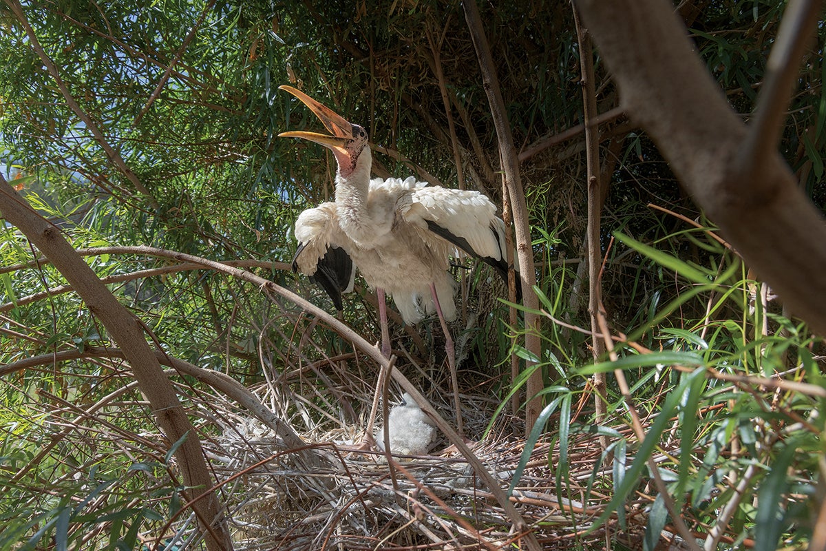 milky stork
