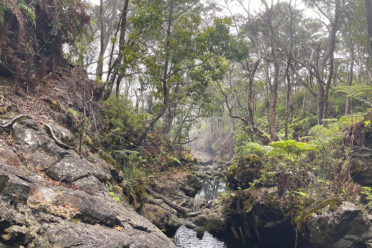 Hawaiian forest