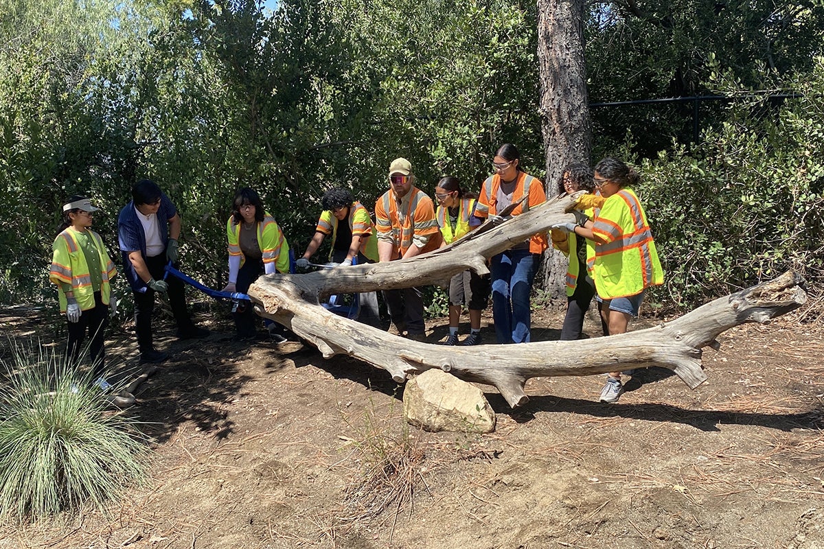 People moving large dead log
