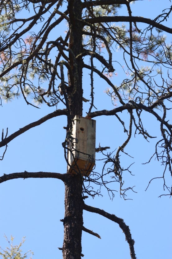 nesting box