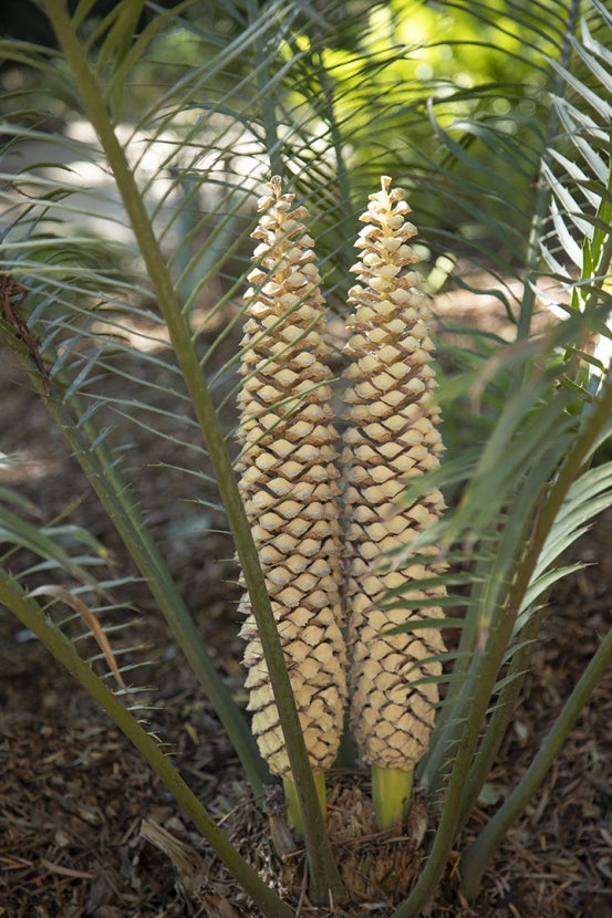Poor man's cycad