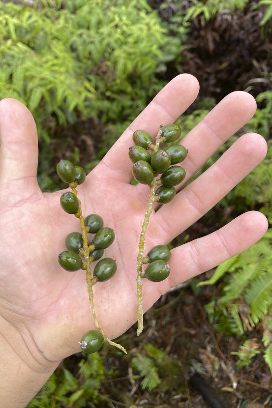 Loulu palm fruit