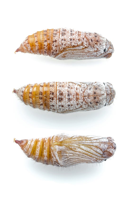 Three Laguna Mountains skipper chrysalises
