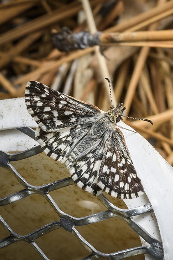 Laguna Mountains skipper on release capsule