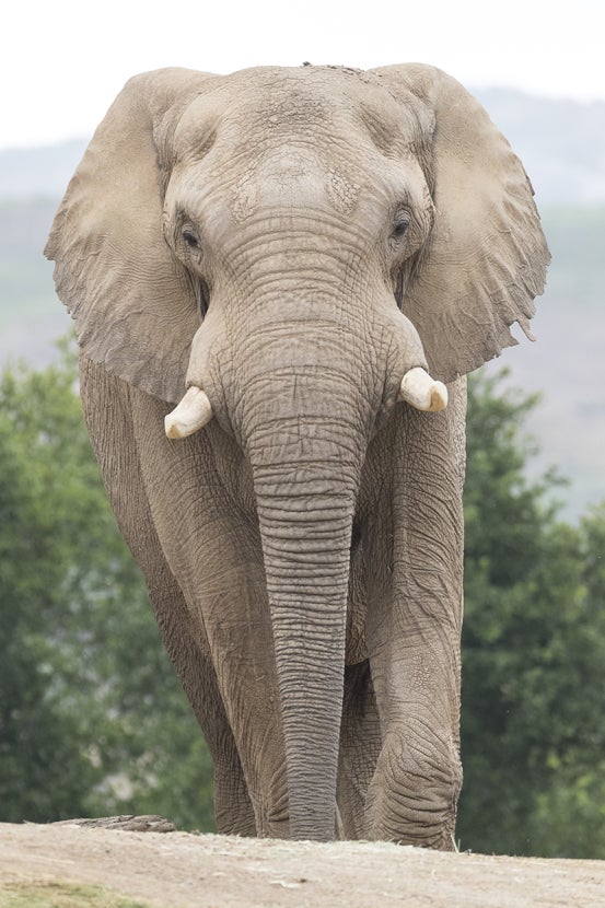 Bull elephant facing forward