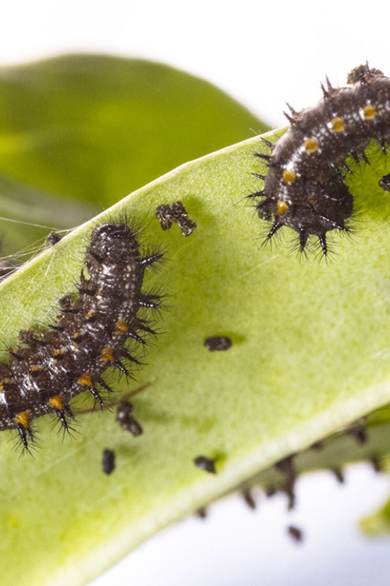 Quino checkerspot butterfly larvae on leaf