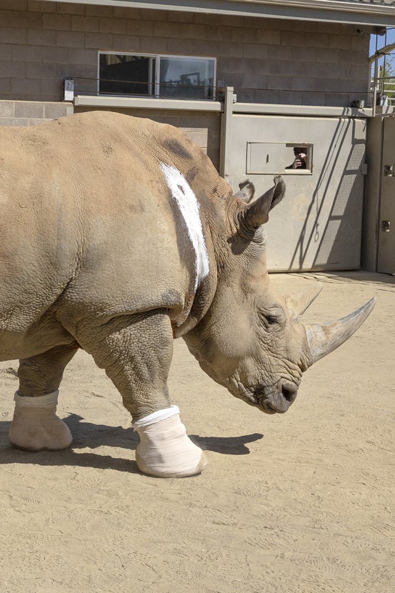 Rhino with walking boots