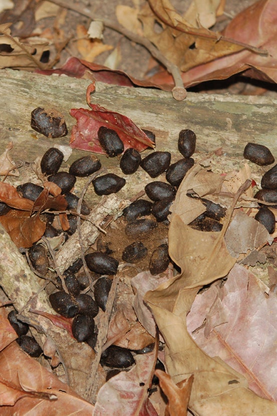 deer feces on ground
