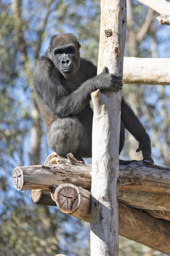 Mizani on a climbing structure
