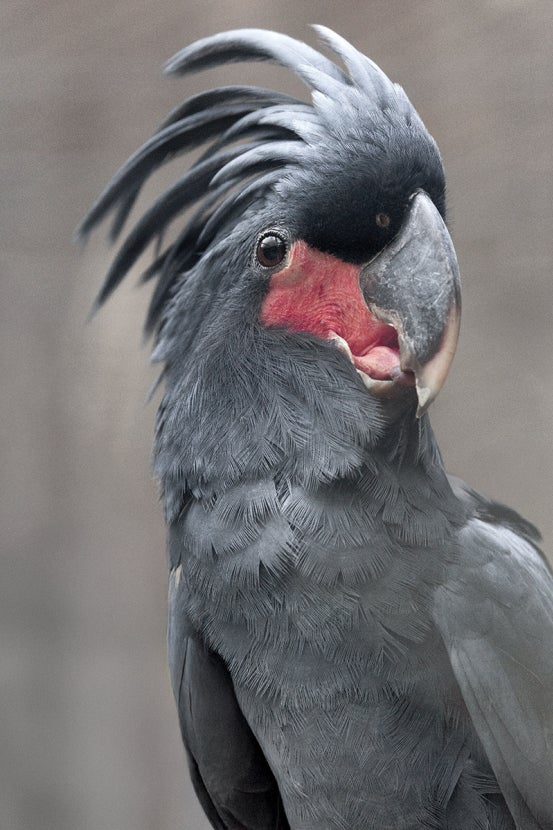 Headshot of palm cockatoo with red cheek feathers