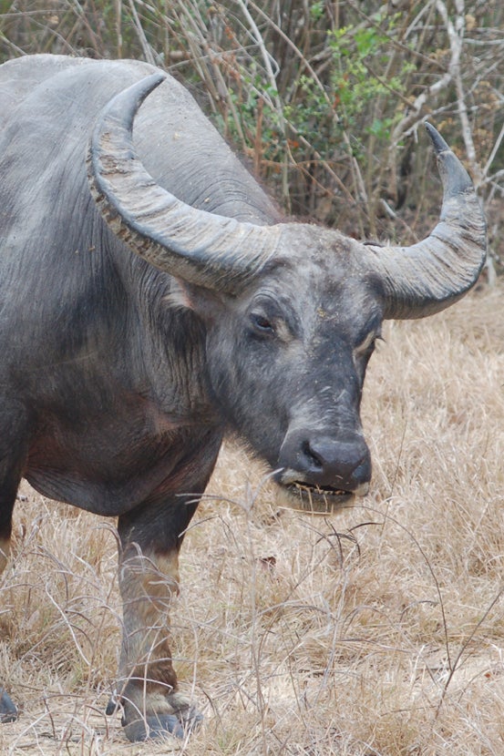 water buffalo in Indonesia