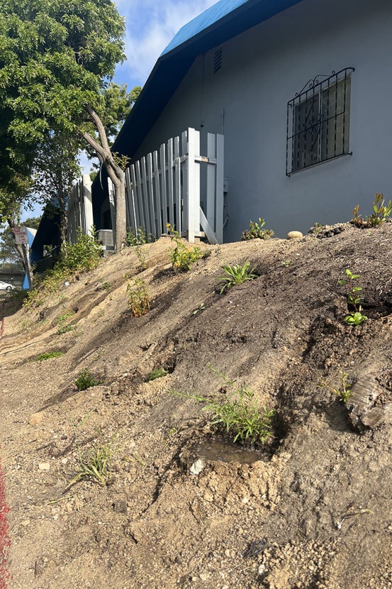 Plants starting to grow on hill