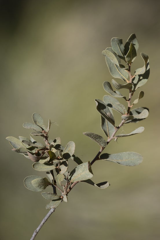 Englemann oak