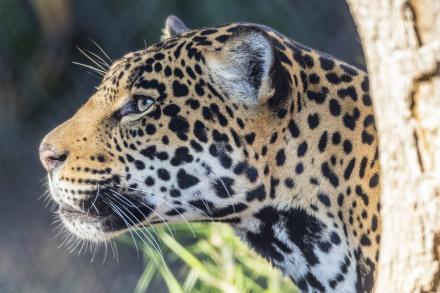 leopard