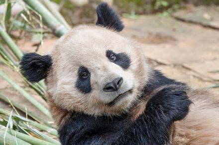 panda